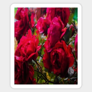 Red roses - Flowers Sticker
